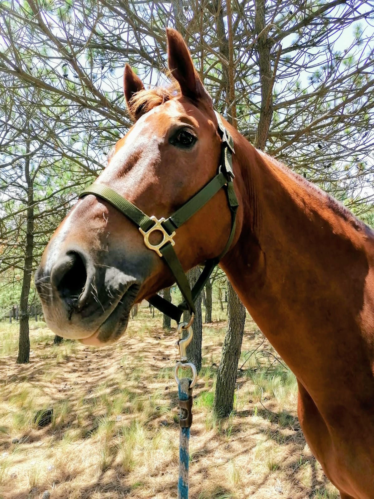 Caballo del Rancho El Mirador